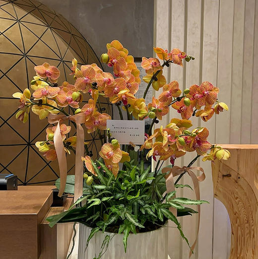 《黄金甲》春节年宵花蝴蝶兰盆栽005款 商品图4