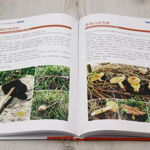 甘肃兴隆山国家级自然保护区大型真菌图鉴（甘肃兴隆山国家级自然保护区第二次综合科学考察系列丛书） &2942 商品图3