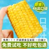 在菌屋水果玉米段 商品缩略图3