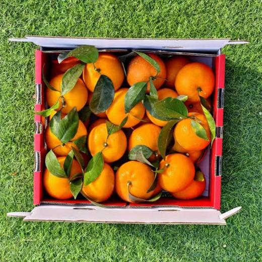 黄金雾柑 商品图0