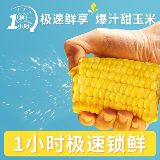 在菌屋水果玉米段 商品图1