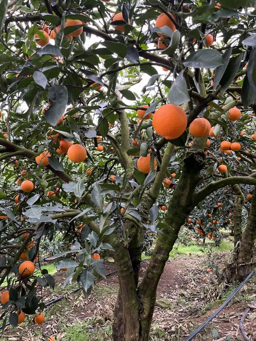 现摘—正宗重庆奉节中华红血橙 商品图1