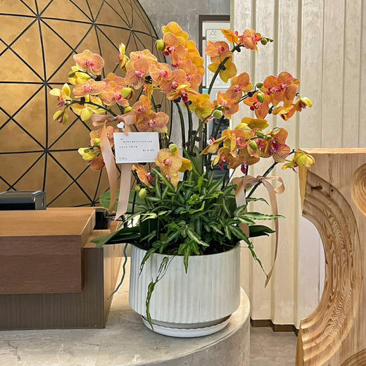 《黄金甲》春节年宵花蝴蝶兰盆栽005款 商品图3