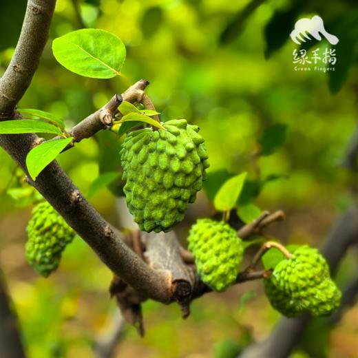 生态释迦果（8折优惠） | 合作生产* Ecological Custard apple | Coproduction 商品图1