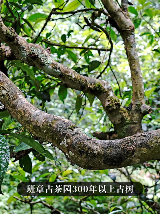 【女儿红】2024年头春头采勐海班章五寨核心产区，红茶界的天花板堪称是女人蕞好的“伴侣” 班章晒红红茶紧压茶饼 200g/饼 拍5发6 拍20发25 商品图2