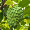 生态释迦果（8折优惠） | 合作生产* Ecological Custard apple | Coproduction 商品缩略图0