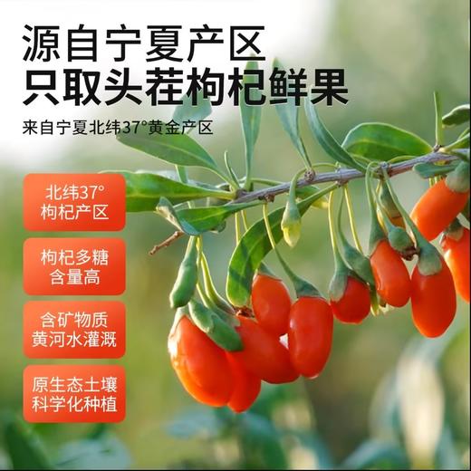 春节不打烊！【营养丰富，易吸收】兰山庄园小果沙棘 宁夏红枸杞 黑枸杞 枸杞汁沙棘汁-QQ 商品图2
