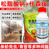 松脂酸钠代森铵杀青苔果树清园剂柑橘铁皮石斛杨梅蚧介壳虫杀虫剂 商品缩略图0