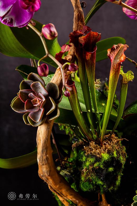 丰衣足蛇 商品图1