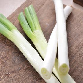 放心大葱 约150g/份 安全安心可追溯 伊藤自有品牌