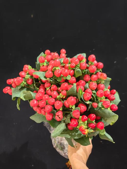 配花配草红豆相思豆火龙珠1扎 商品图4