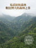 【2025年春茶】【茶王树】蛇年伊始巨作 202号茶农邓天良家核心古树 云南易武茶区刮风寨茶王树普洱生茶357g饼茶 商品缩略图6