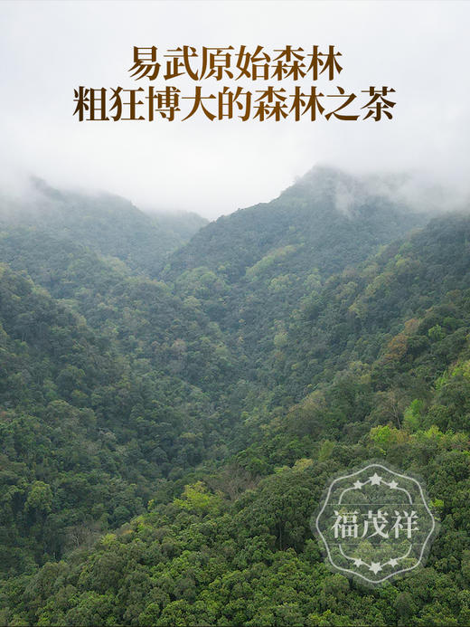 【2025年春茶】【茶王树】蛇年伊始巨作 202号茶农邓天良家核心古树 云南易武茶区刮风寨茶王树普洱生茶357g饼茶 商品图6