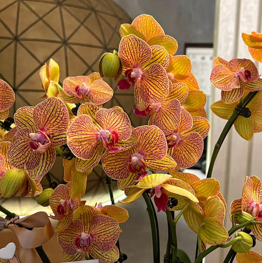 《黄金甲》春节年宵花蝴蝶兰盆栽005款 商品图2