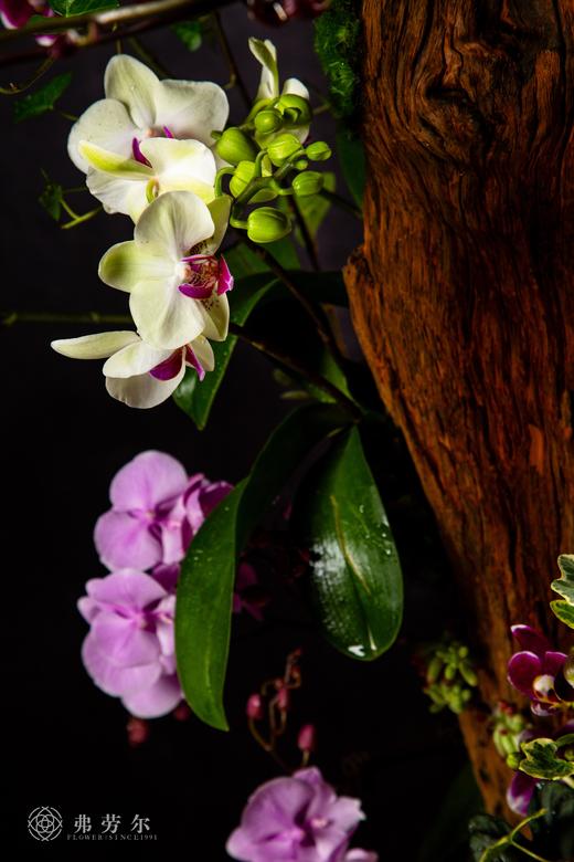 蛇通广大 商品图6