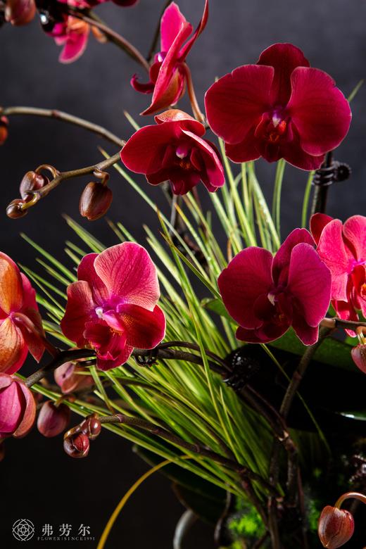 蛇星高照 商品图1