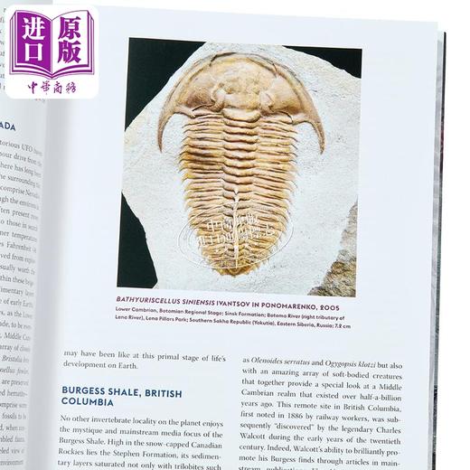 【中商原版】三叶虫收藏家指南 英文原版 The Trilobite Collectors Guide Andy Secher 安迪 塞彻 商品图2