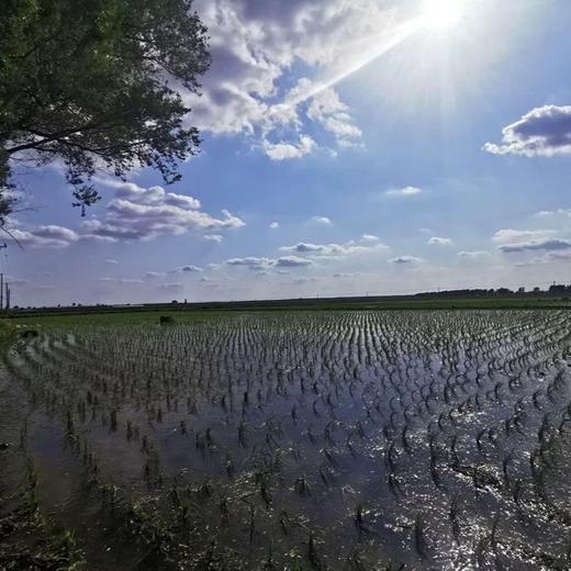 农科院湿地粳香米湿地保护区大米东北大米当季新米真空包装10斤包邮铁岭绿荷 商品图3