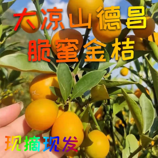 【分仓直发包邮】四川大凉山脆蜜金桔（纯甜）1斤（小果，单果10-15g）（加保温袋发） 商品图0