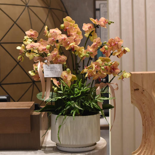 《黄金甲》春节年宵花蝴蝶兰盆栽005款 商品图0