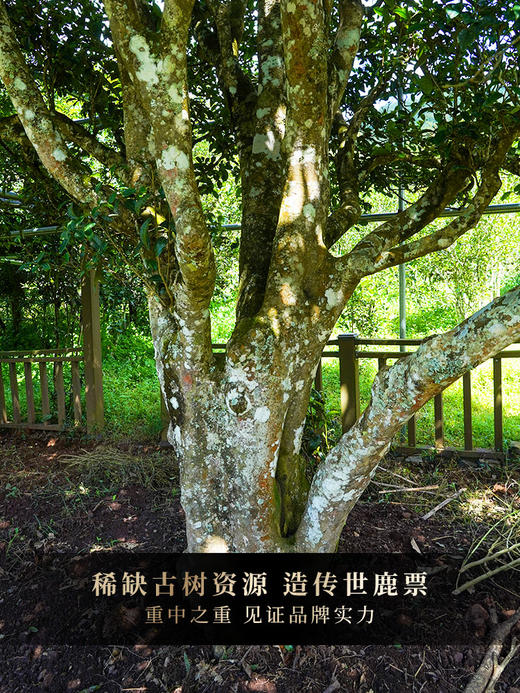 古票系列【鹿票】精选皇家贡茶困鹿山7年古树原料拼配，2017年-2023年一杯跨七年 品味皇家贡茶困鹿山时间的层次感，一提内含1785克，5饼/提 4提/件 商品图9