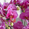 《幸福飞来》蝴蝶兰盆栽049 商品缩略图2
