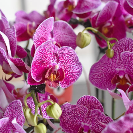 《幸福飞来》蝴蝶兰盆栽049 商品图2