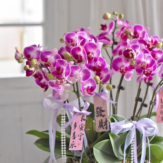 《幸福飞来》天堂鸟蝴蝶兰盆栽031 商品图3