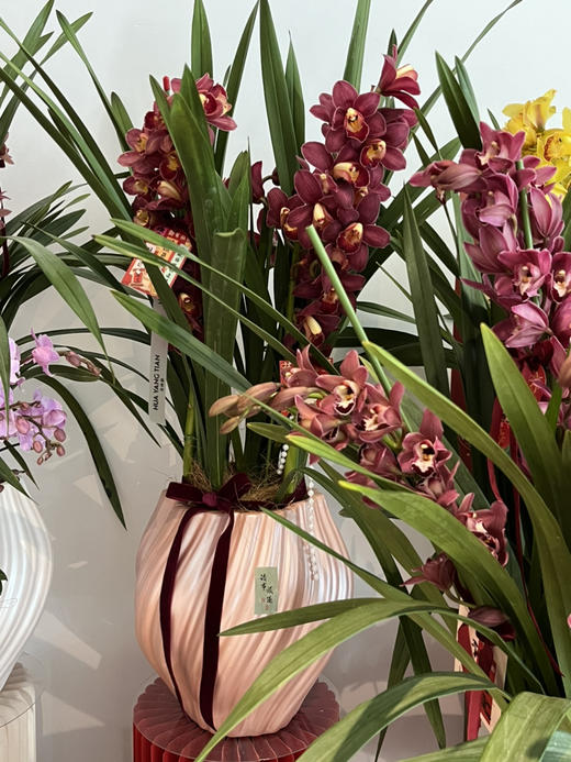 福瑞祥和 大花蕙兰· 陶瓷盆花 商品图0