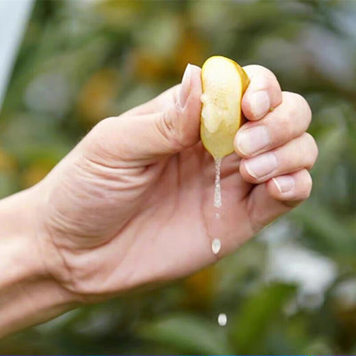 【分仓直发包邮】四川大凉山脆蜜金桔（纯甜）1斤（小果，单果10-15g）（加保温袋发） 商品图3