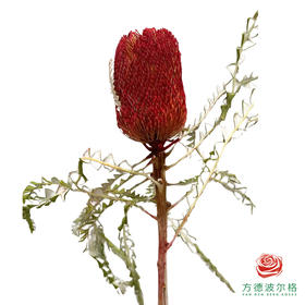 佛塔-红色 40cm 1支