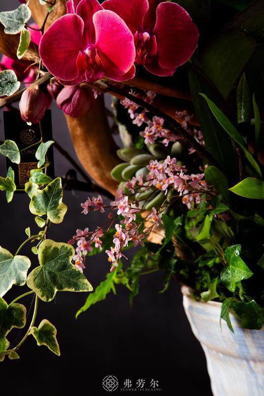 金蛇狂舞 商品图2