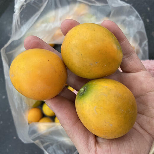 【分仓直发包邮】四川大凉山脆蜜金桔（纯甜）1斤（小果，单果10-15g）（加保温袋发） 商品图2