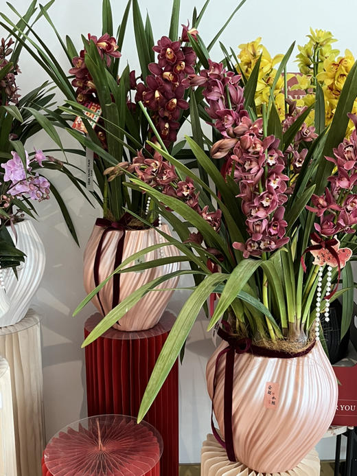 福瑞祥和 大花蕙兰· 陶瓷盆花 商品图1