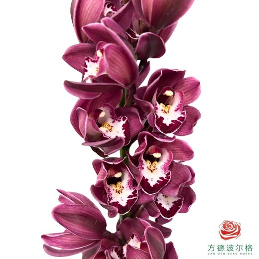 大花蕙兰-肯尼 1枝 商品图1