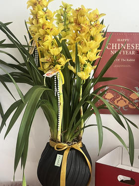 日进斗金 （新盆）大花蕙兰· 陶瓷盆花