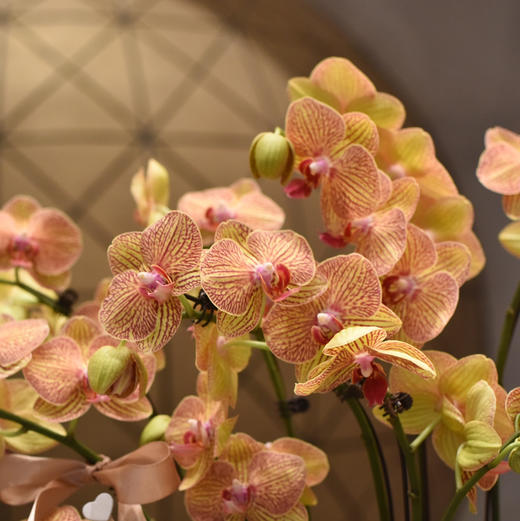 《黄金甲》春节年宵花蝴蝶兰盆栽005款 商品图1