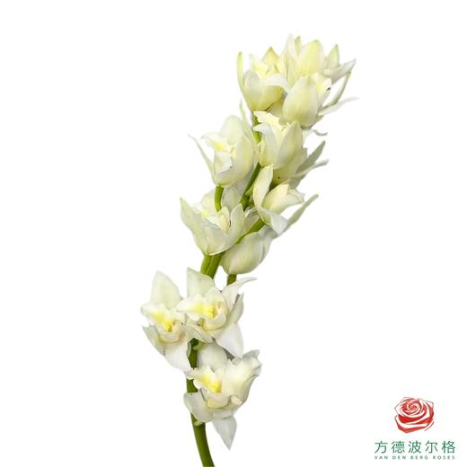 大花蕙兰-奶油 1支 商品图0
