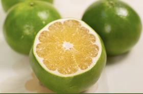 福建青皮葡萄柚营养新C位！