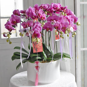 《幸福飞来》蝴蝶兰盆栽049