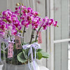 《幸福飞来》天堂鸟蝴蝶兰盆栽031 商品缩略图7
