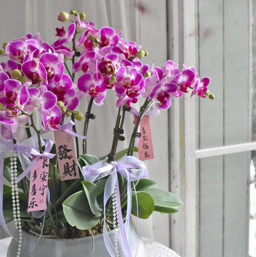 《幸福飞来》天堂鸟蝴蝶兰盆栽031 商品图7