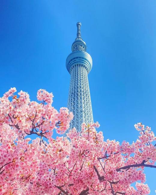 【境外】【关东樱花季】日本东京+富士山5天4晚 商品图0