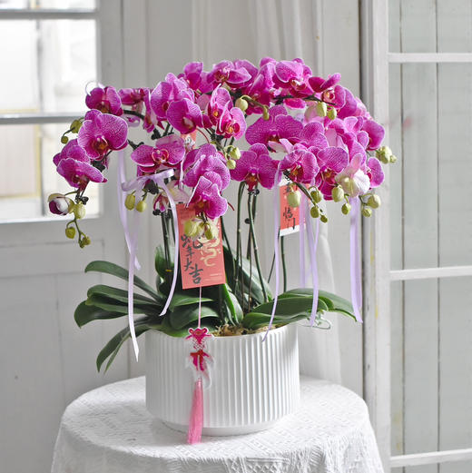《幸福飞来》蝴蝶兰盆栽049 商品图3