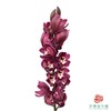 大花蕙兰-肯尼 1枝 商品缩略图0