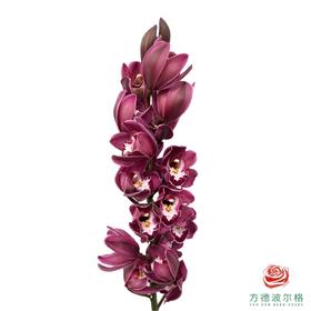 大花蕙兰-肯尼 1枝