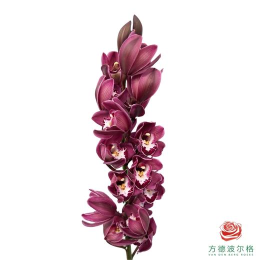 大花蕙兰-肯尼 1枝 商品图0