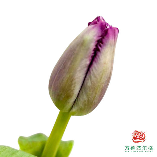 【毛边郁金香】 诺娃 10枝一扎 商品图0