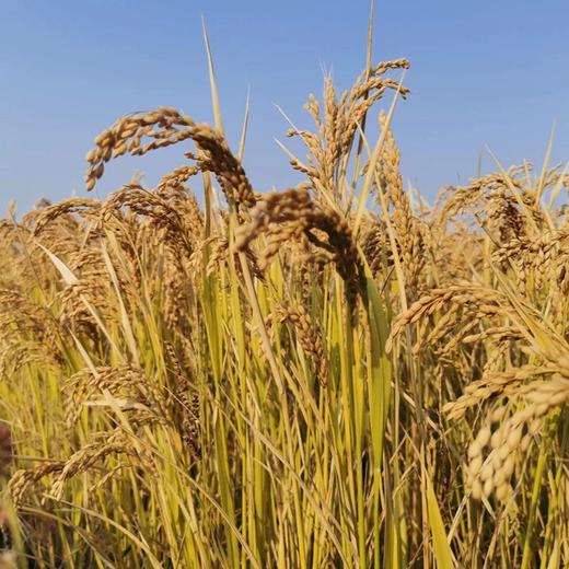 农科院湿地粳香米湿地保护区大米东北大米当季新米真空包装10斤包邮铁岭绿荷 商品图2