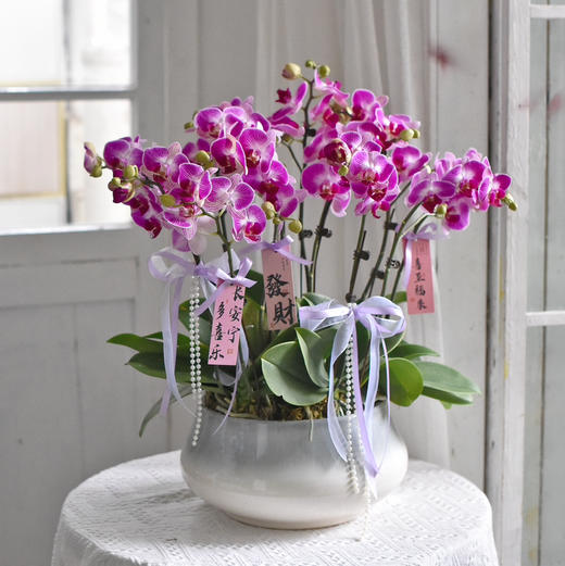 《幸福飞来》天堂鸟蝴蝶兰盆栽031 商品图4